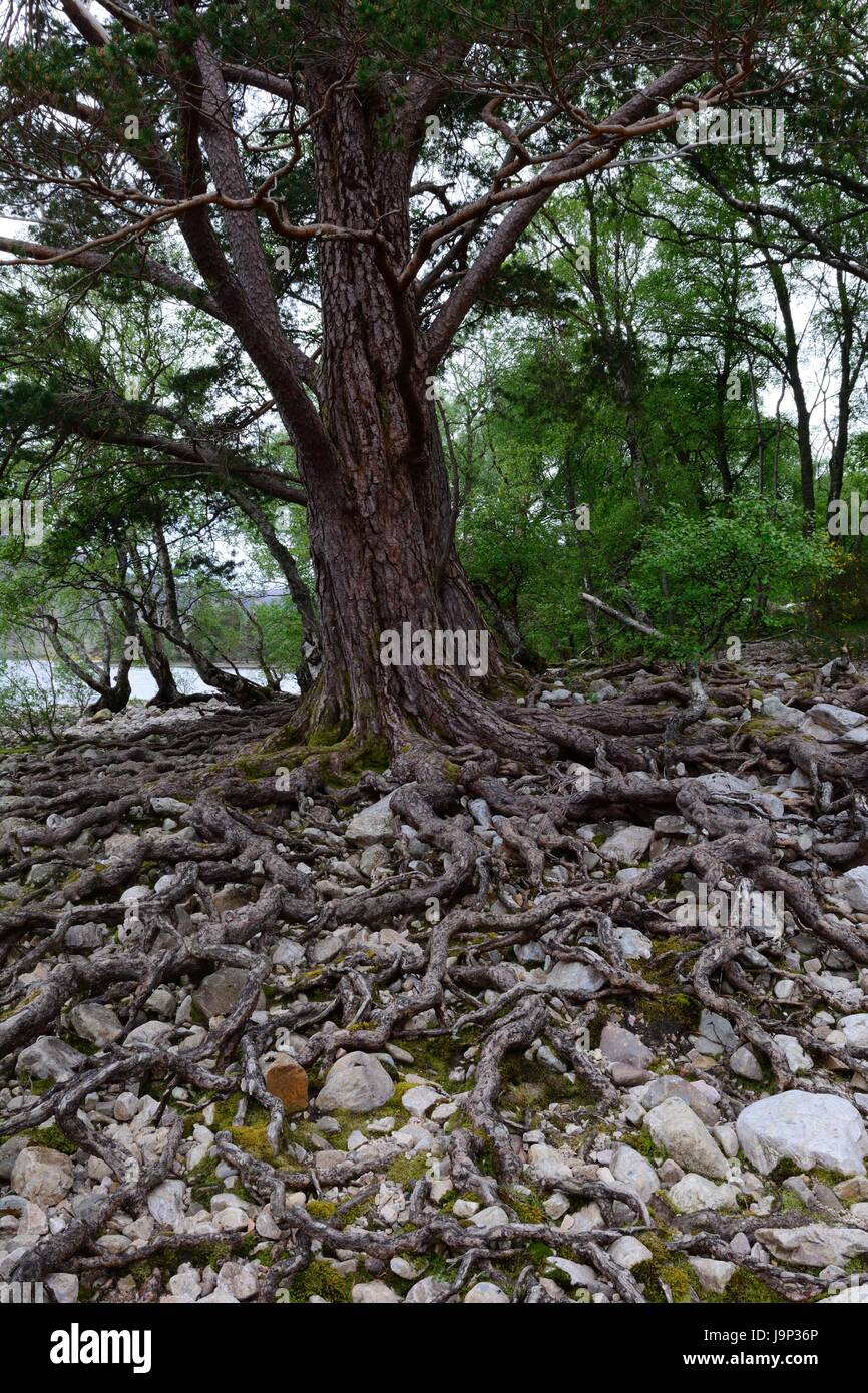 Exposed tree roots of the Scots pine Pinus sylvestris on the shores of ...