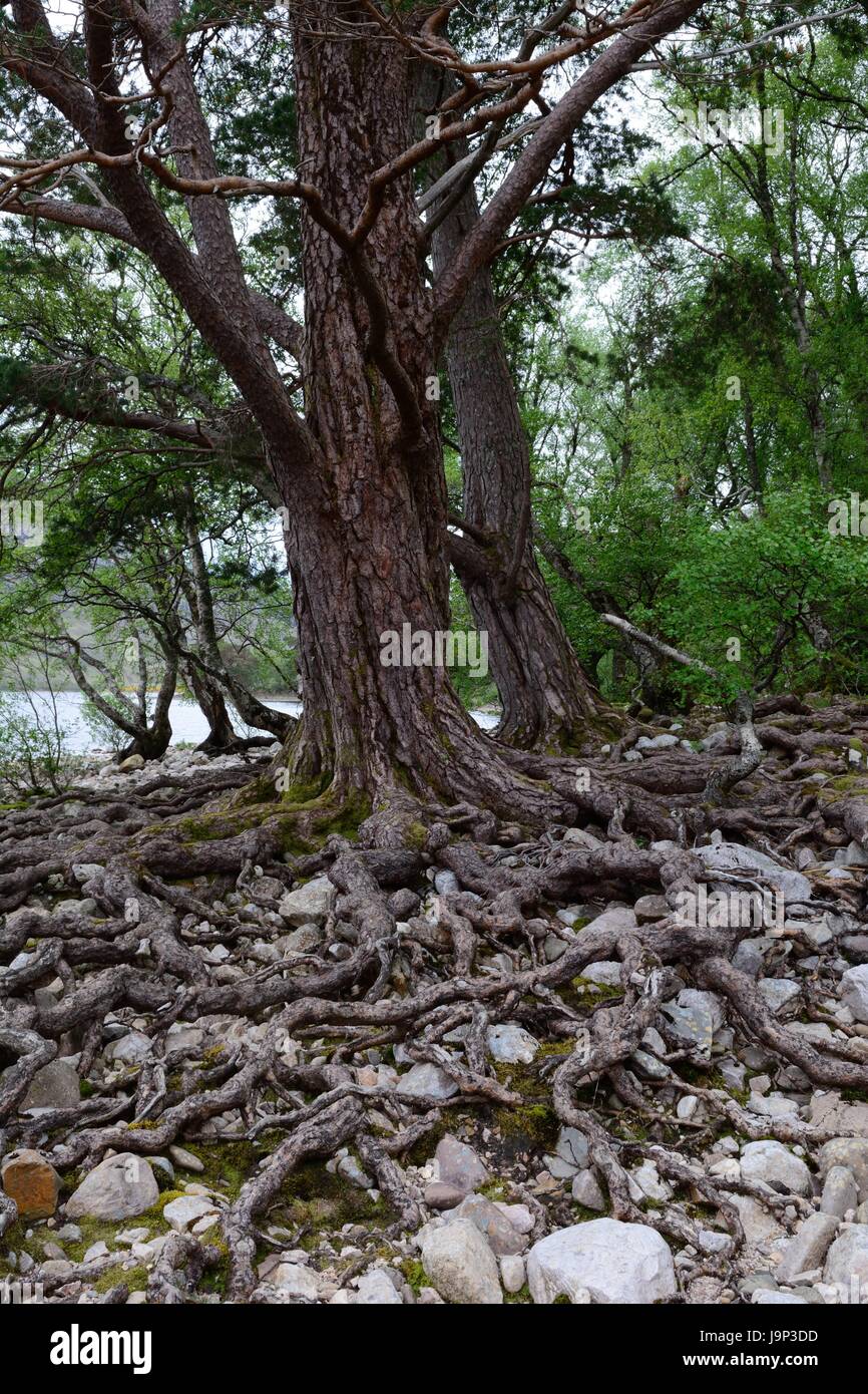Exposed roots scots pine pinus hi-res stock photography and images - Alamy