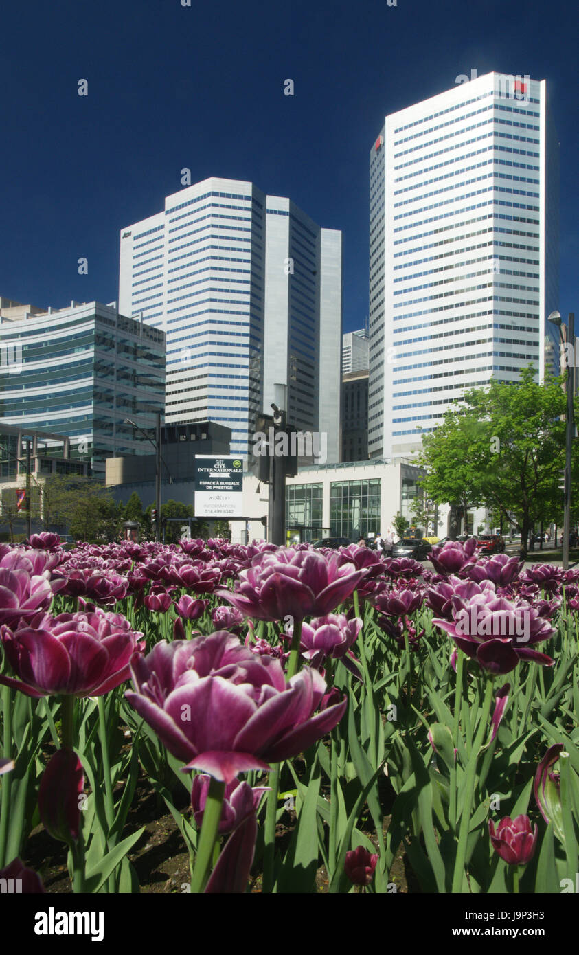 Tulips growing in Victoria Square in downtown Montreal. Stock Photo
