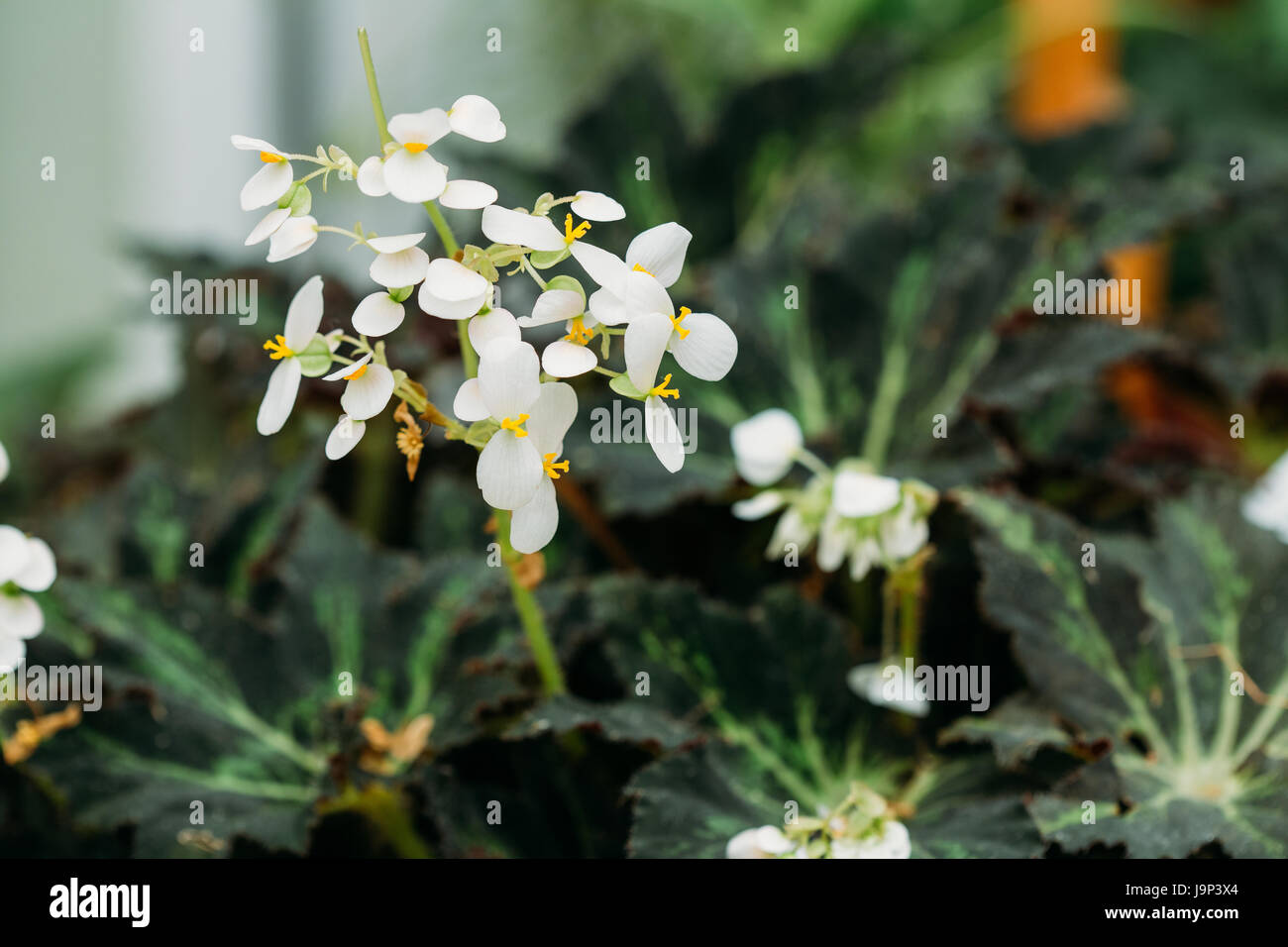 Green Leaves And Flower Of Plant Begonia Rex Putz, Commonly Known As King Begonia, Rex Begonia, Is A Rhizomatous Perennial From North India. It Is A P Stock Photo