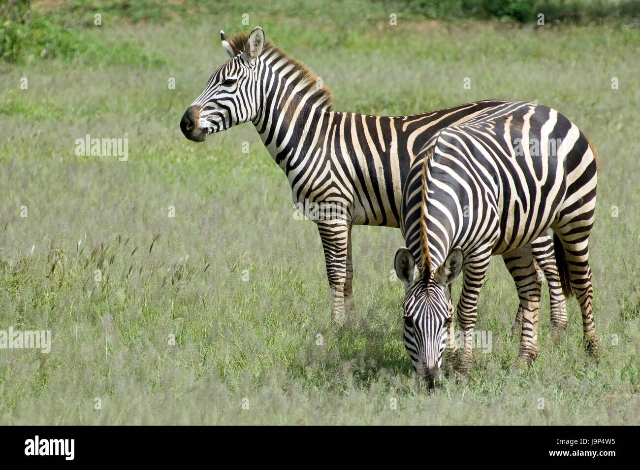 africa, zebra, wildlife, safari, herbivore, couple, pair, nature