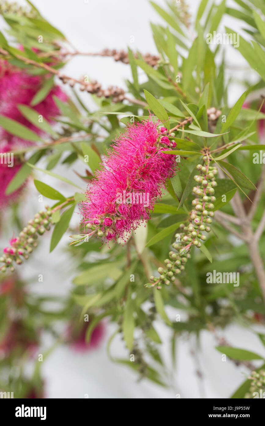 Callistemon salignus 'Perth Pink'. Perth Pink Bottlebrush in flower Stock Photo
