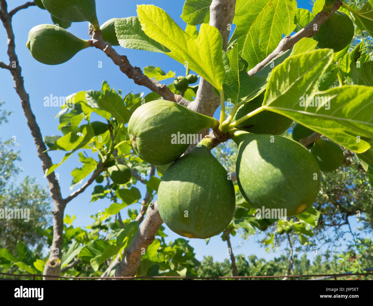 Figs that grow in june in Puglia Stock Photo Alamy