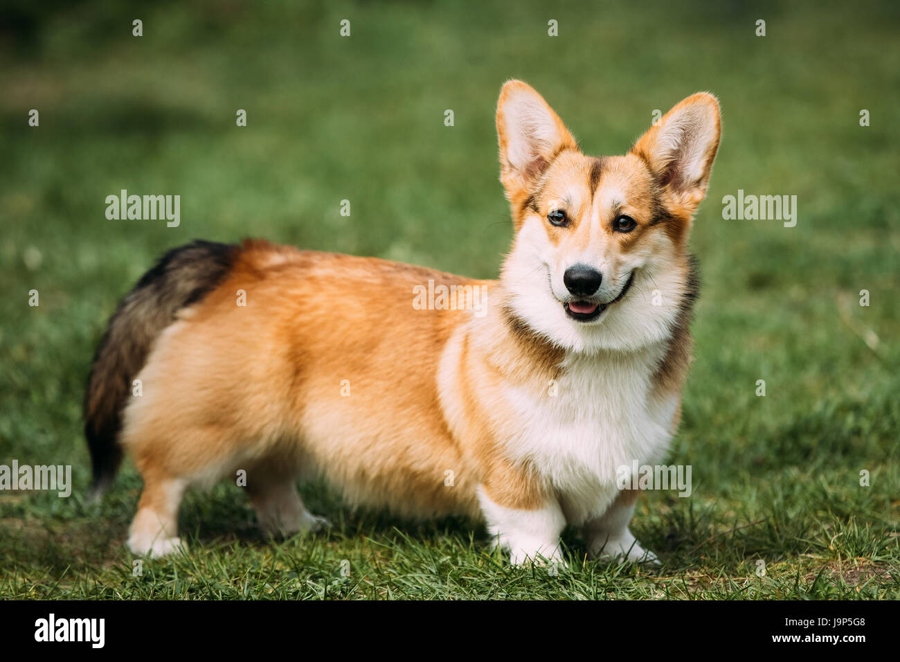 Funny Happy Pembroke Welsh Corgi Dog Playing In Green Summer Grass. Welsh Corgi Is A Small Type Of Herding Dog That Originated In Wales Stock Photo