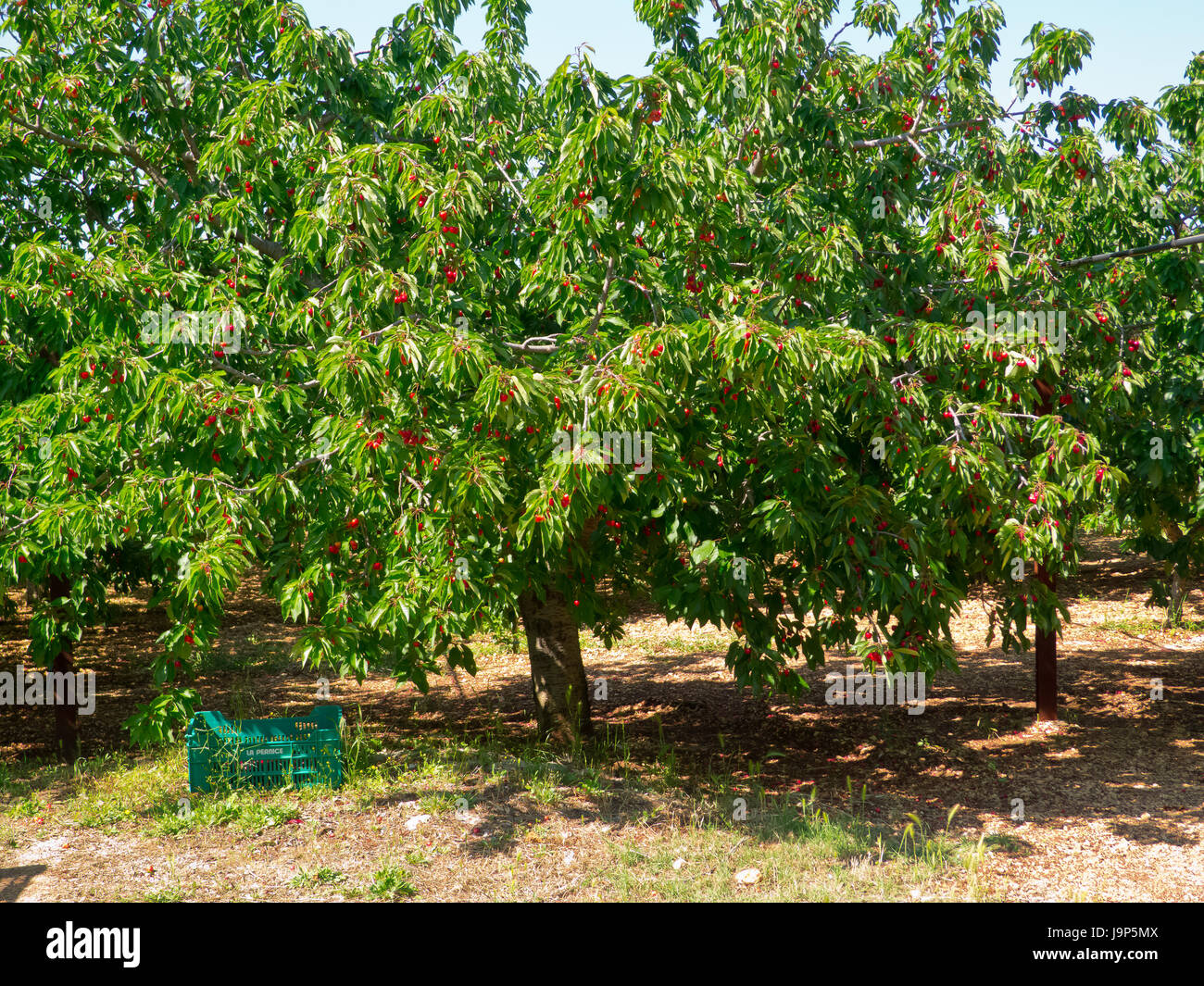 Cherries ripen on the trees ready to the harvesting Stock Photo Alamy
