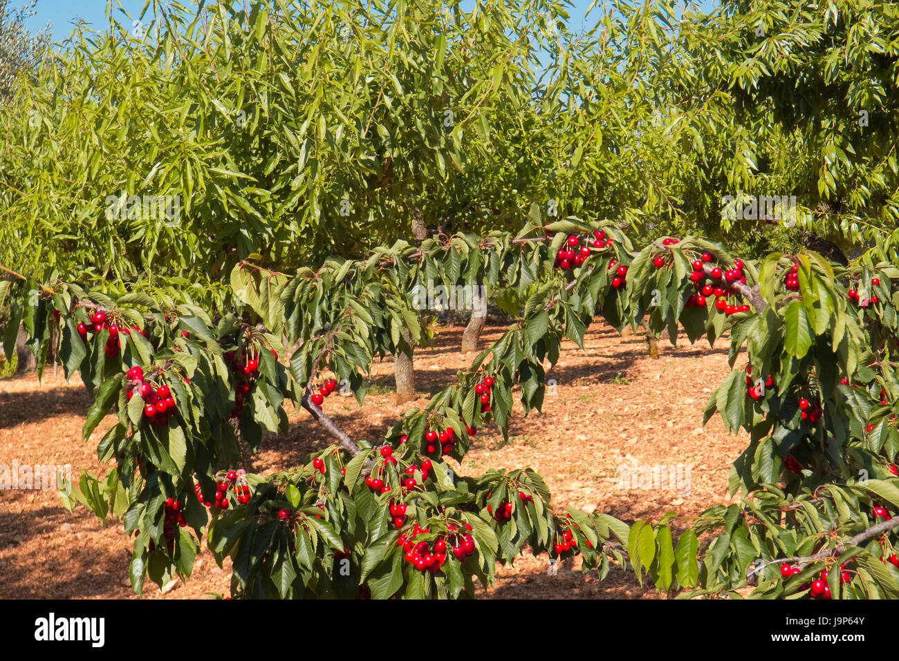 Cherries ripen on the trees ready to the harvesting Stock Photo Alamy