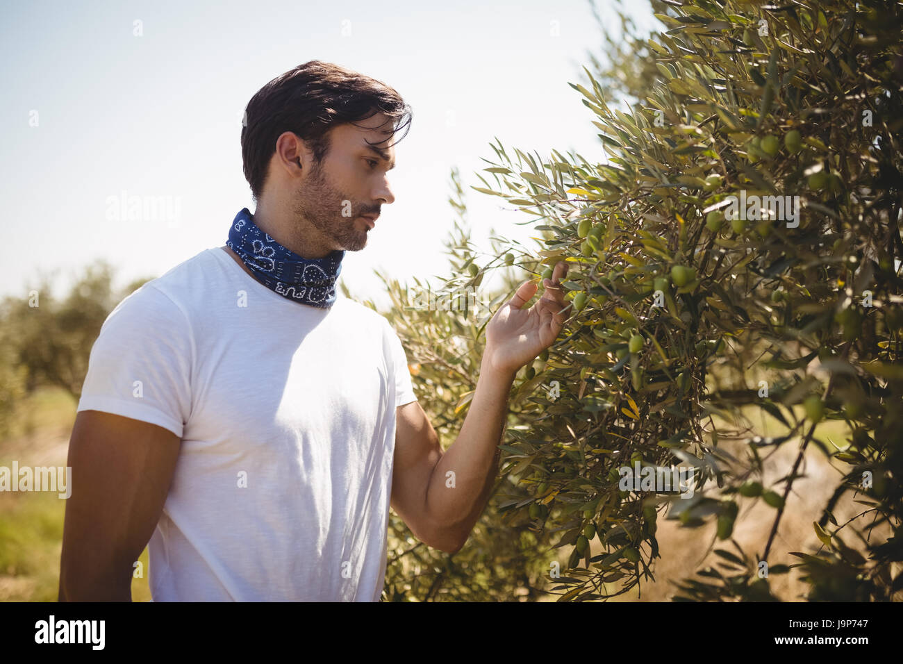 Hand holding olive branch hi-res stock photography and images - Alamy