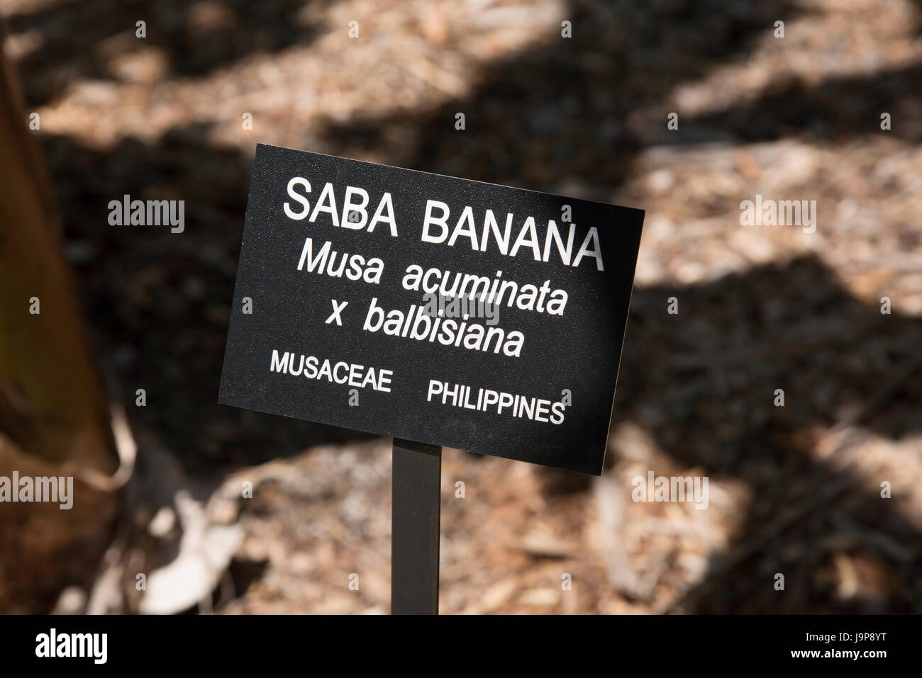 A botanical label giving the Latin and common name of this species ...