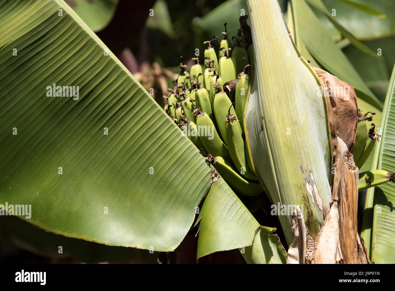 The Saba Banana tree fruit and large green leaves. Native to the Philippines Stock Photo Alamy