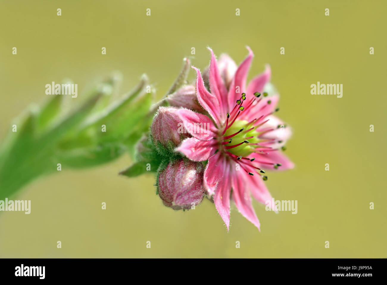 bloom, blossom, flourish, flourishing, pink, macro, close-up, macro admission, Stock Photo