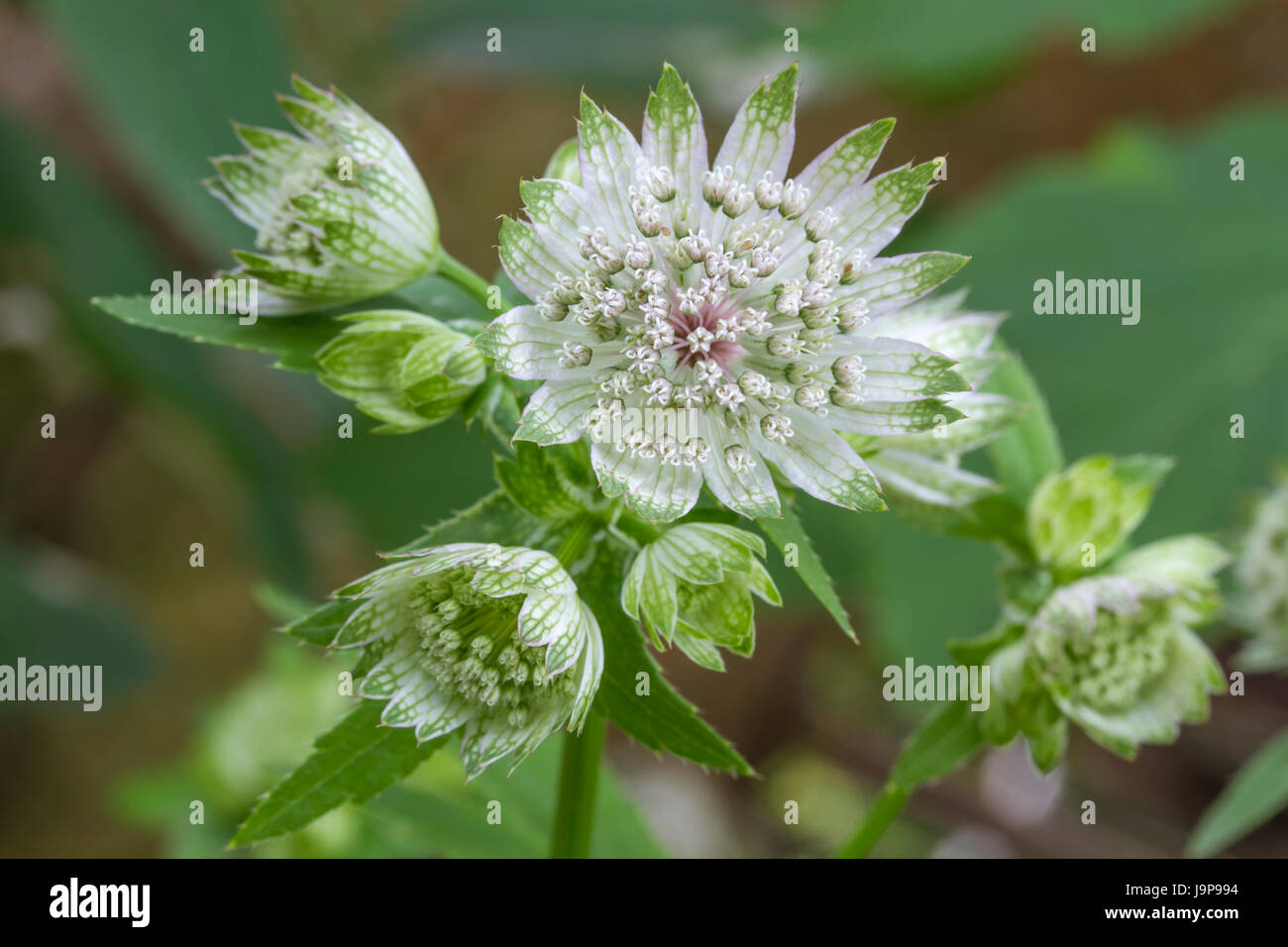 Astrantia Major Large White Stock Photos & Astrantia Major