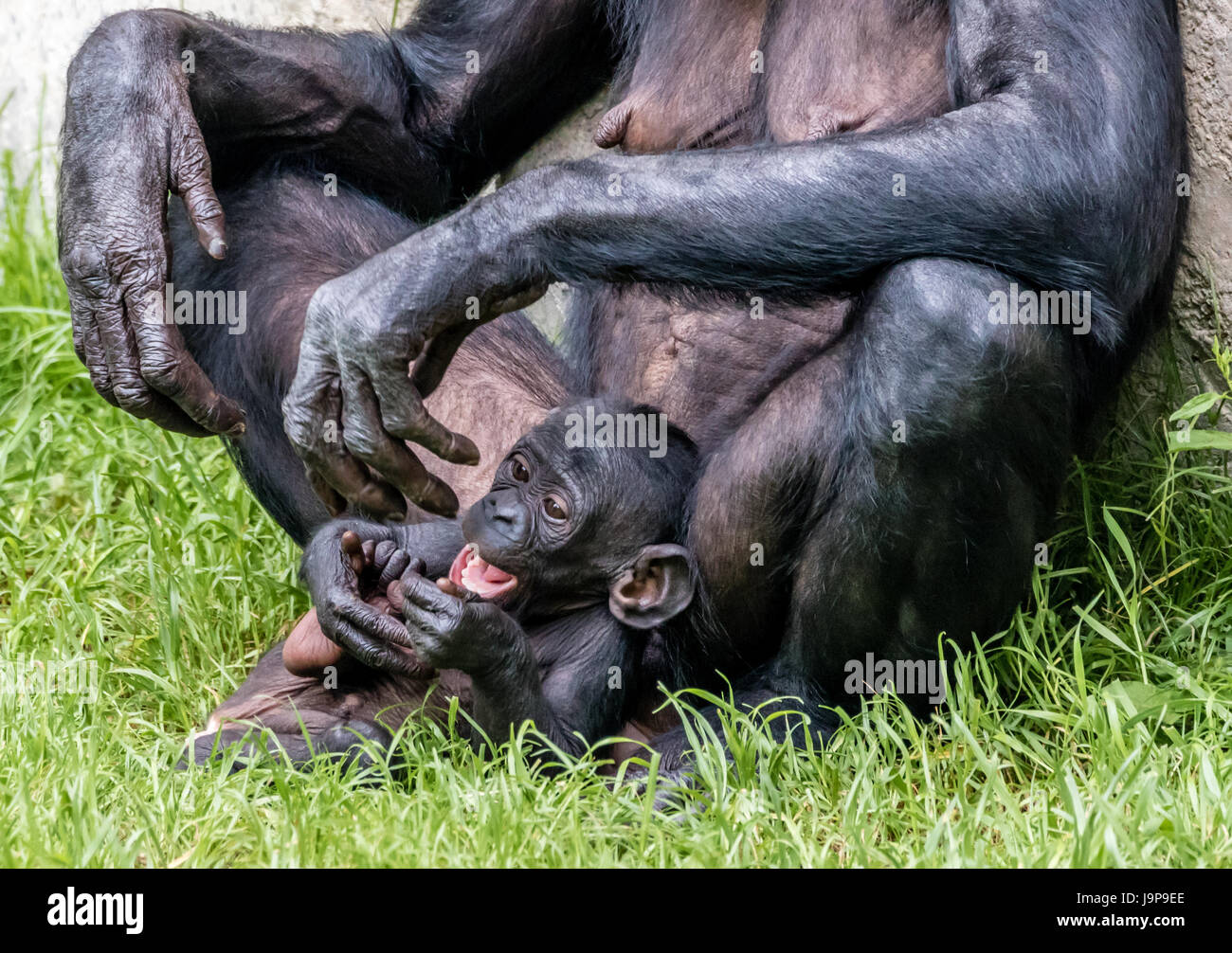 A happy baby Bonobo Ape playing with its toes Stock Photo