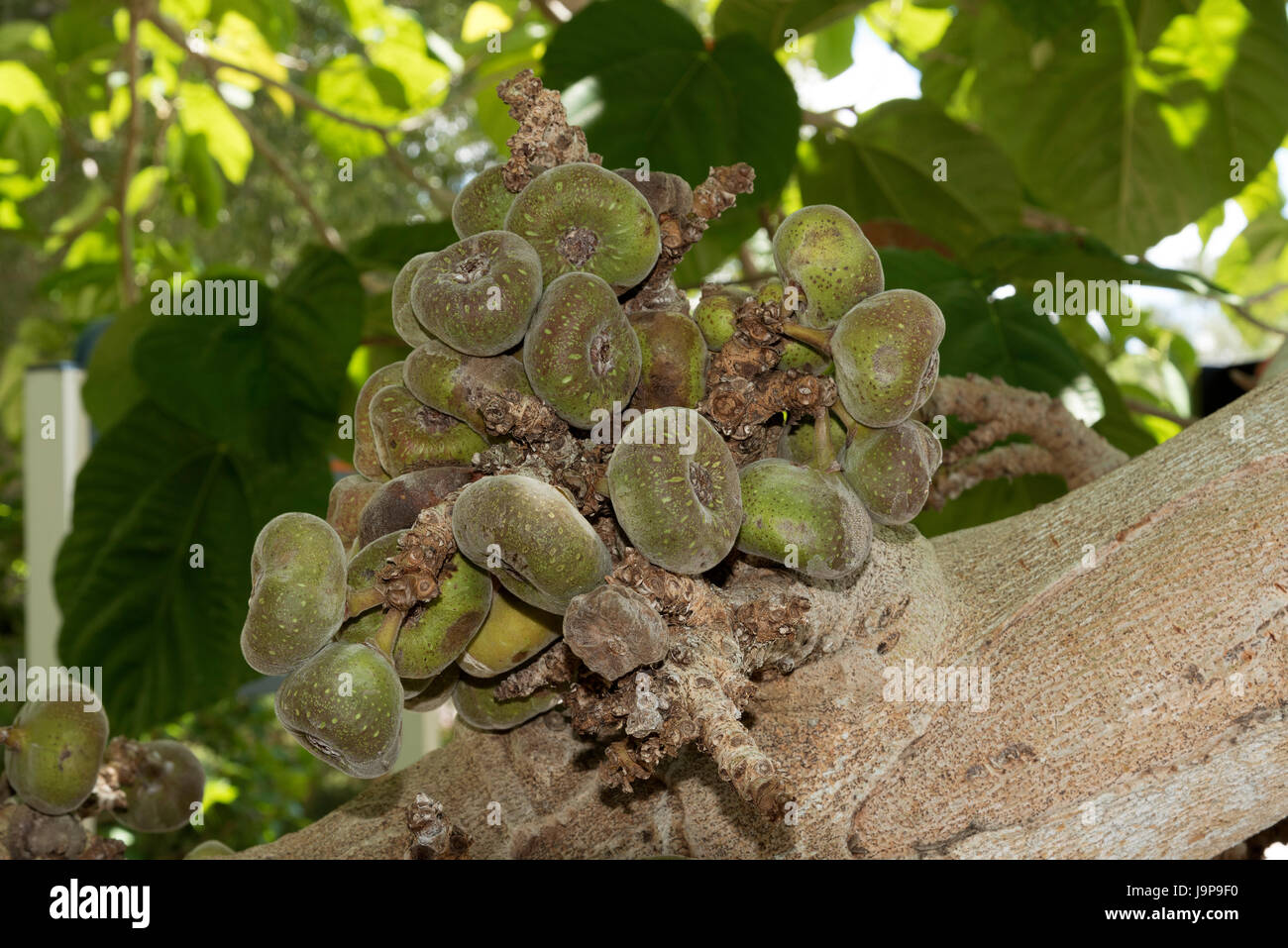 Fruits of a Roxburgh Fig tree found in Asia Stock Photo