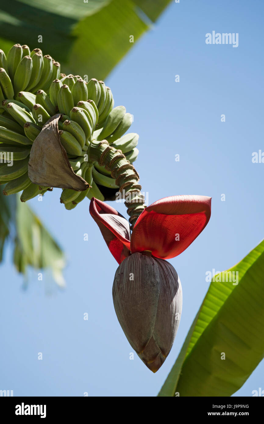 The Saba Banana tree fruit and flower native to the Philippines Stock Photo Alamy