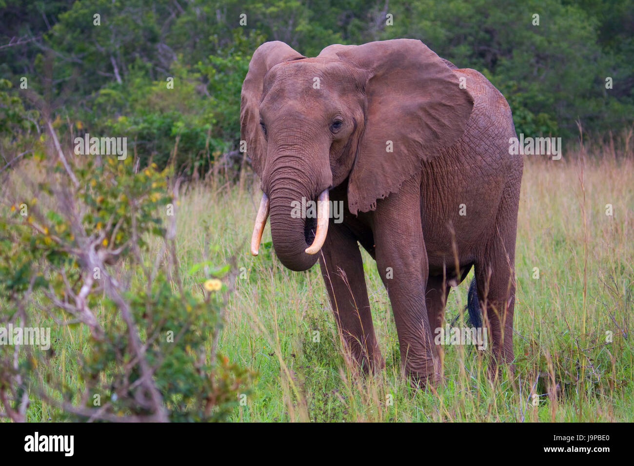 fluctuating elephant Stock Photo