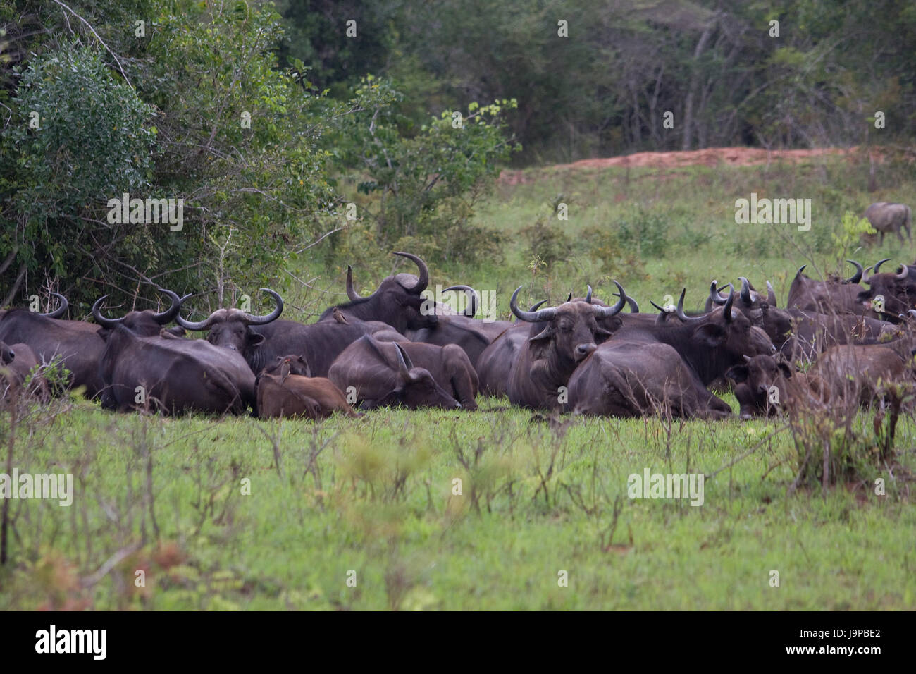 national park, africa, kenya, wildlife, safari, herd, buffalo, tanzania, tsavo, Stock Photo