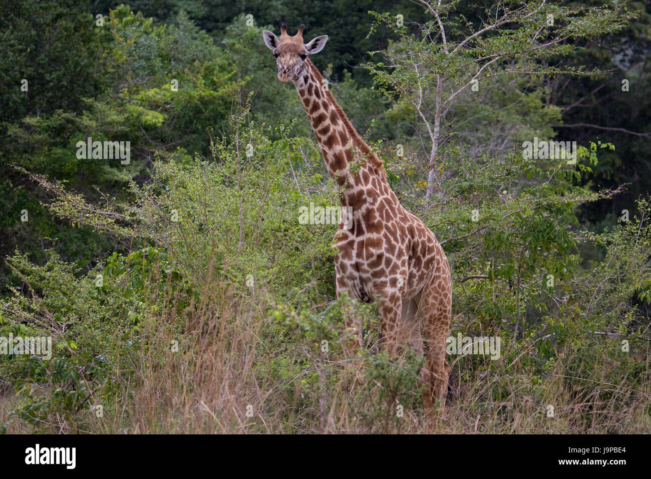 national park, africa, kenya, wildlife, safari, giraffe, tanzania, tsavo, Stock Photo