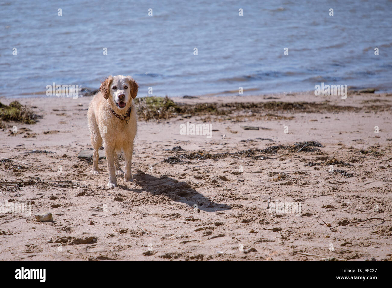 golden retriever dog playing on beach waiting Stock Photo - Alamy