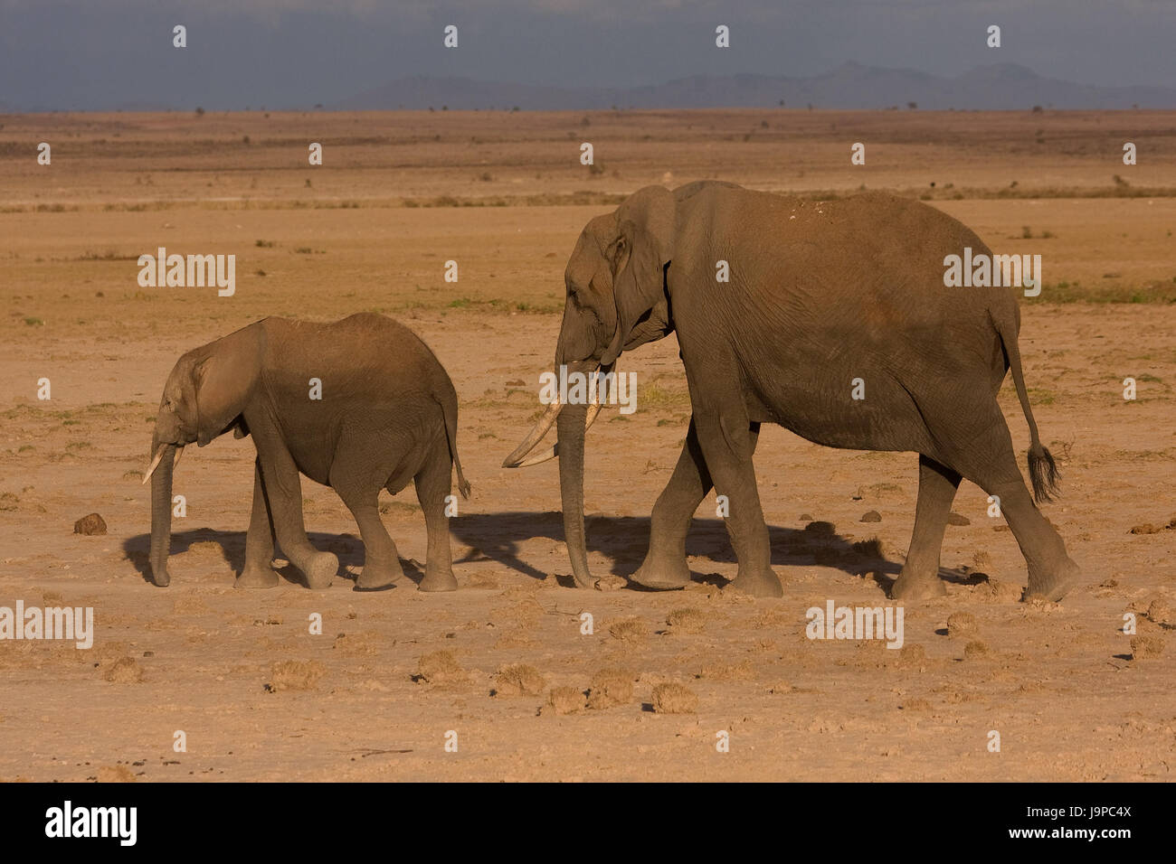 africa, elephant, kenya, wildlife, safari, holiday, vacation, holidays, Stock Photo