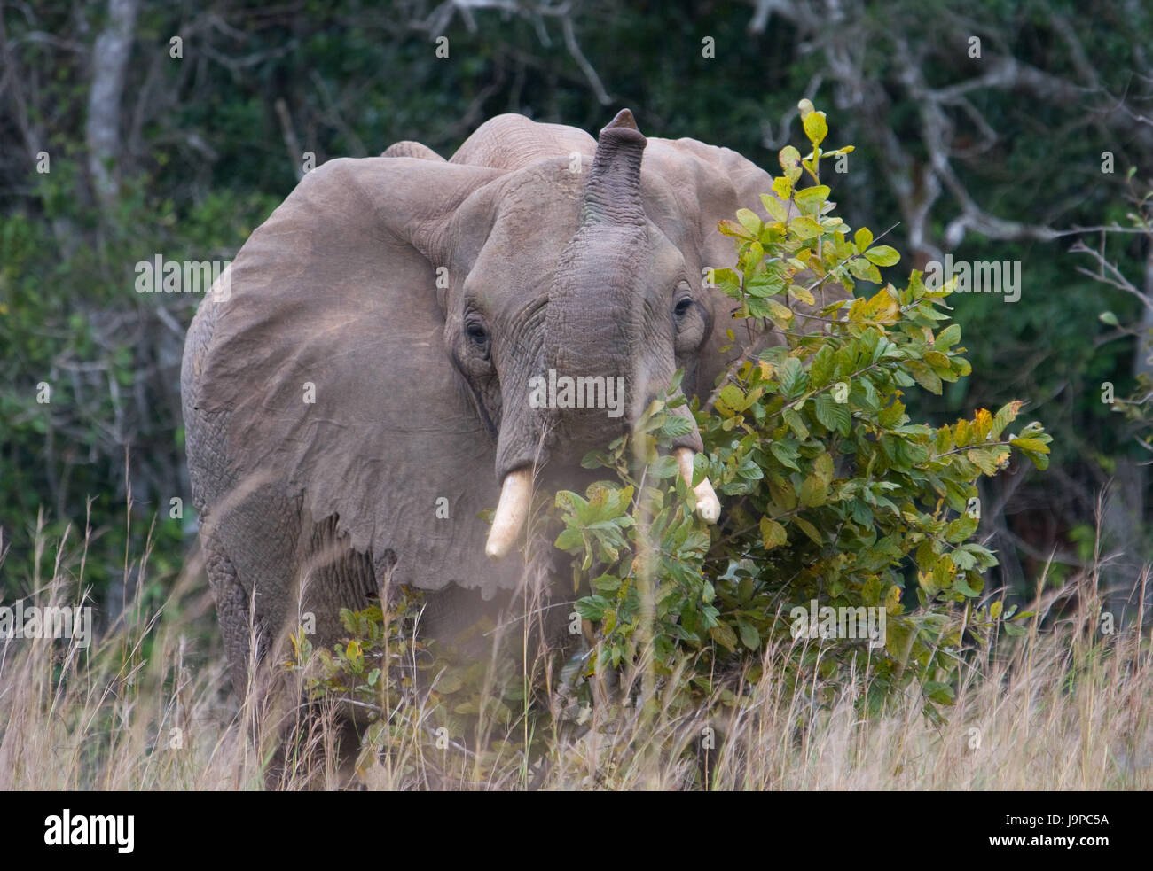 africa, elephant, kenya, wildlife, safari, holiday, vacation, holidays, Stock Photo