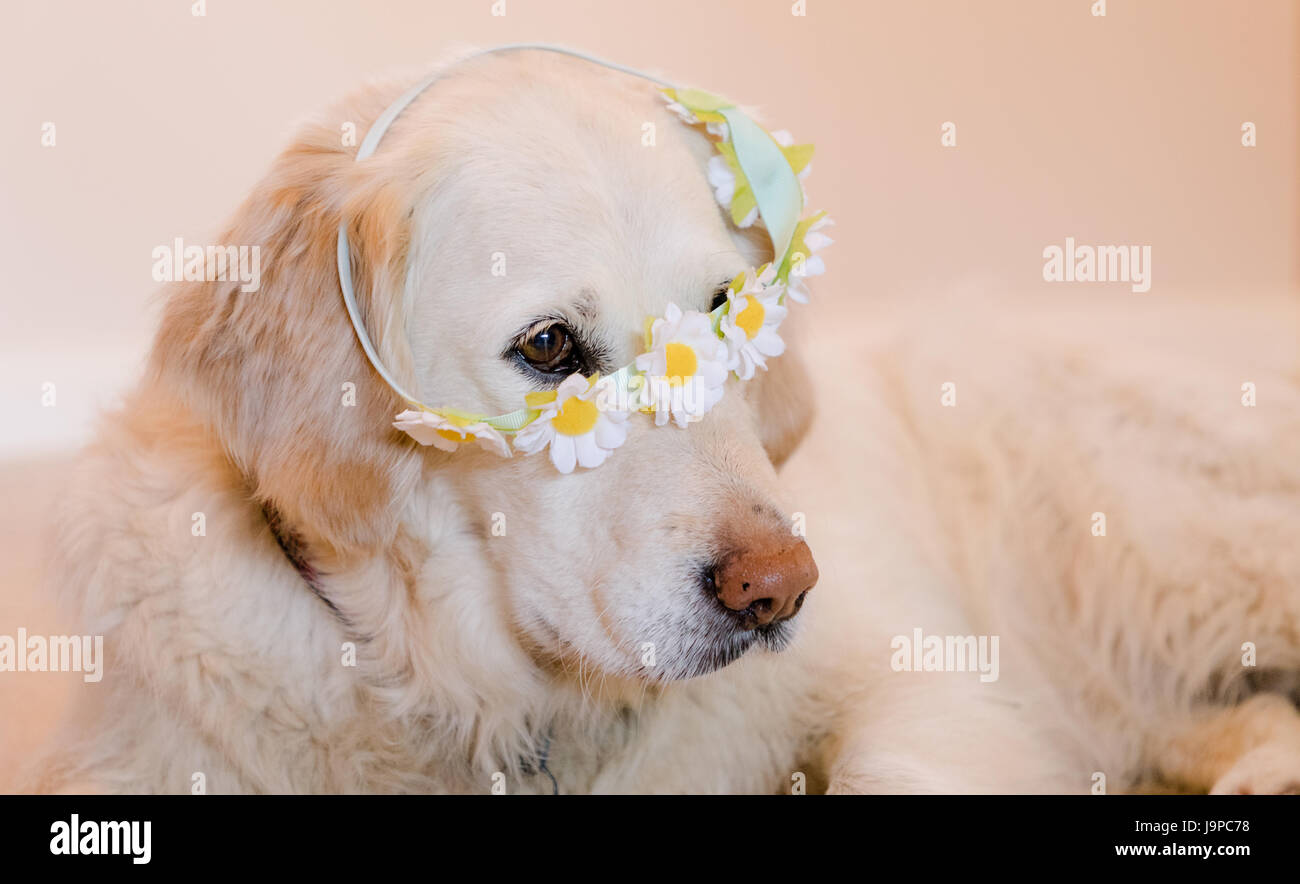 Golden Retriever Dog Wearing A Daisy Headband Stock Photo Alamy