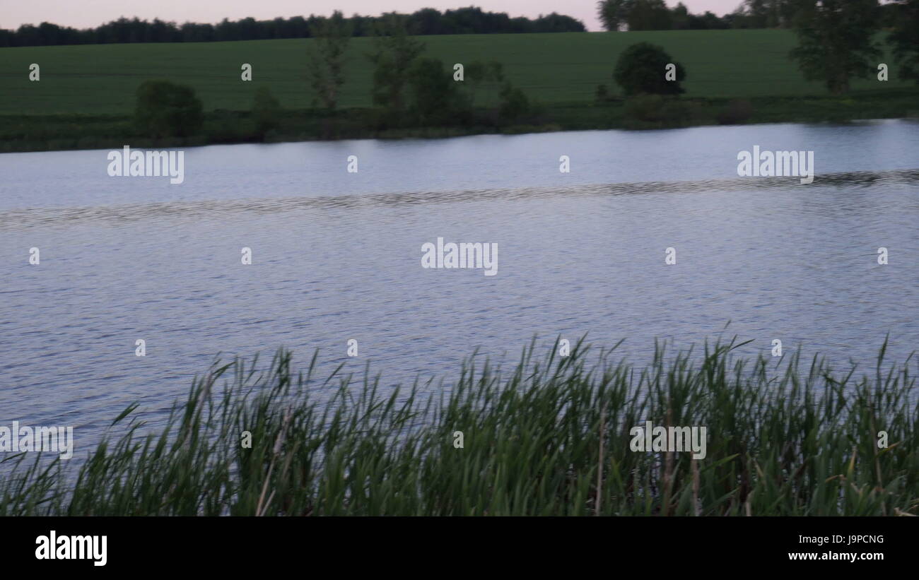 the landscape,the ripples on the river,in front of tall grass,in the ...