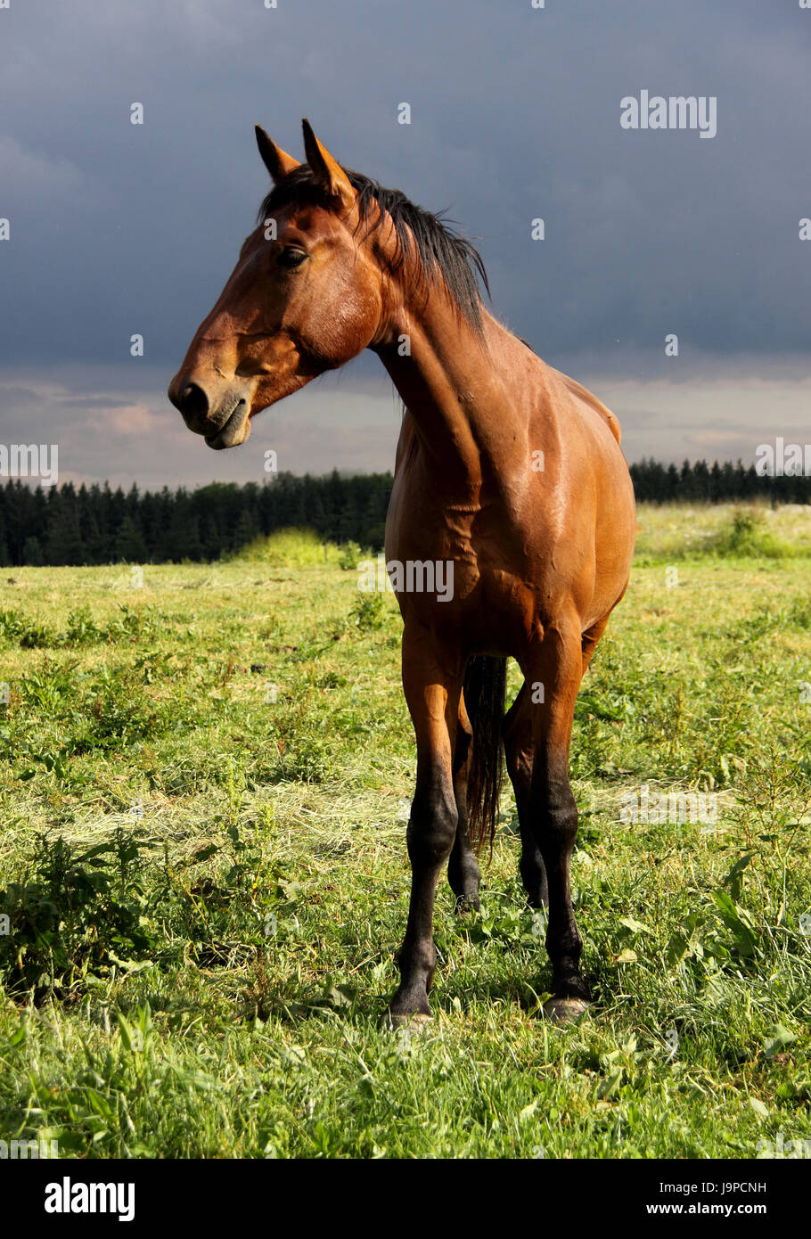 ride, horse, spring, bouncing, bounces, hop, skipping, frisks, jumping, jump, Stock Photo