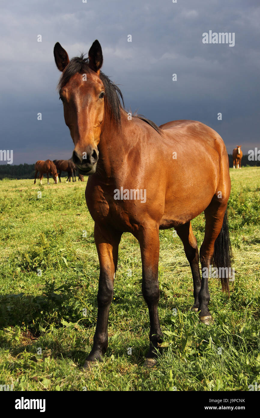 brown horse Stock Photo