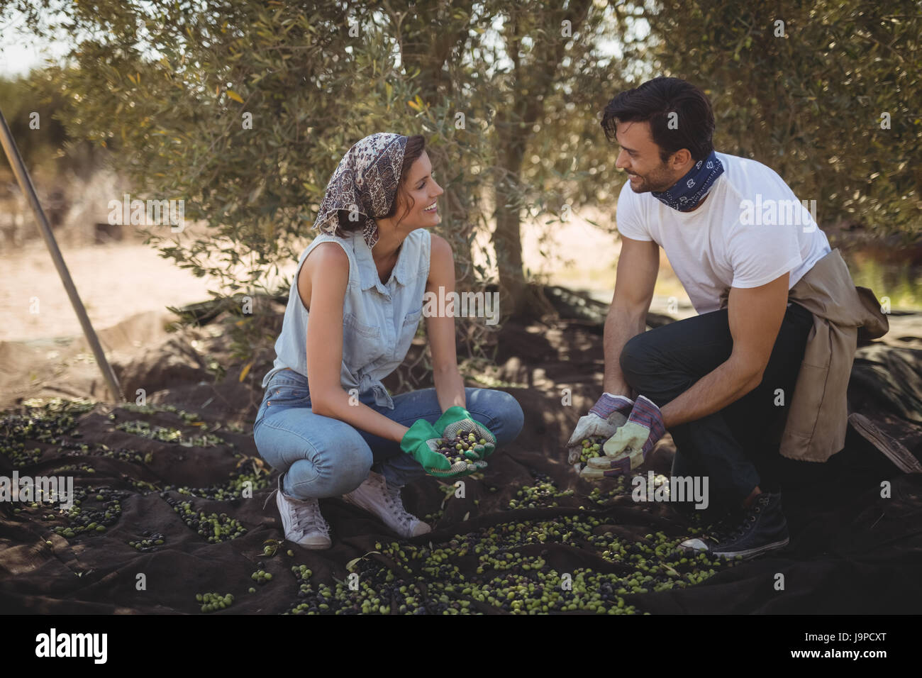 Smiling young couple collecting olives at farm Stock Photo - Alamy