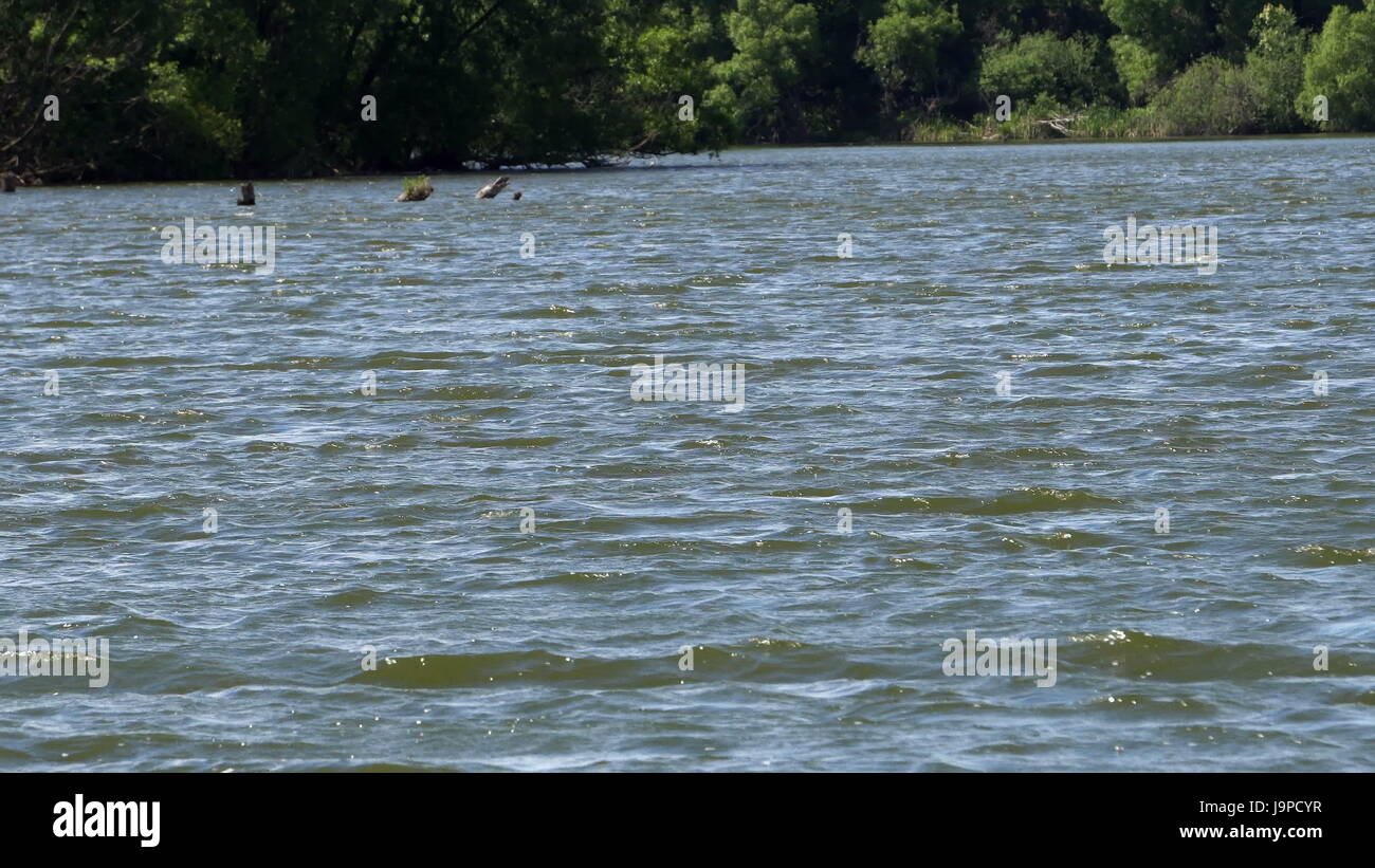 the landscape,the ripples on the river,in front of tall grass,in the ...