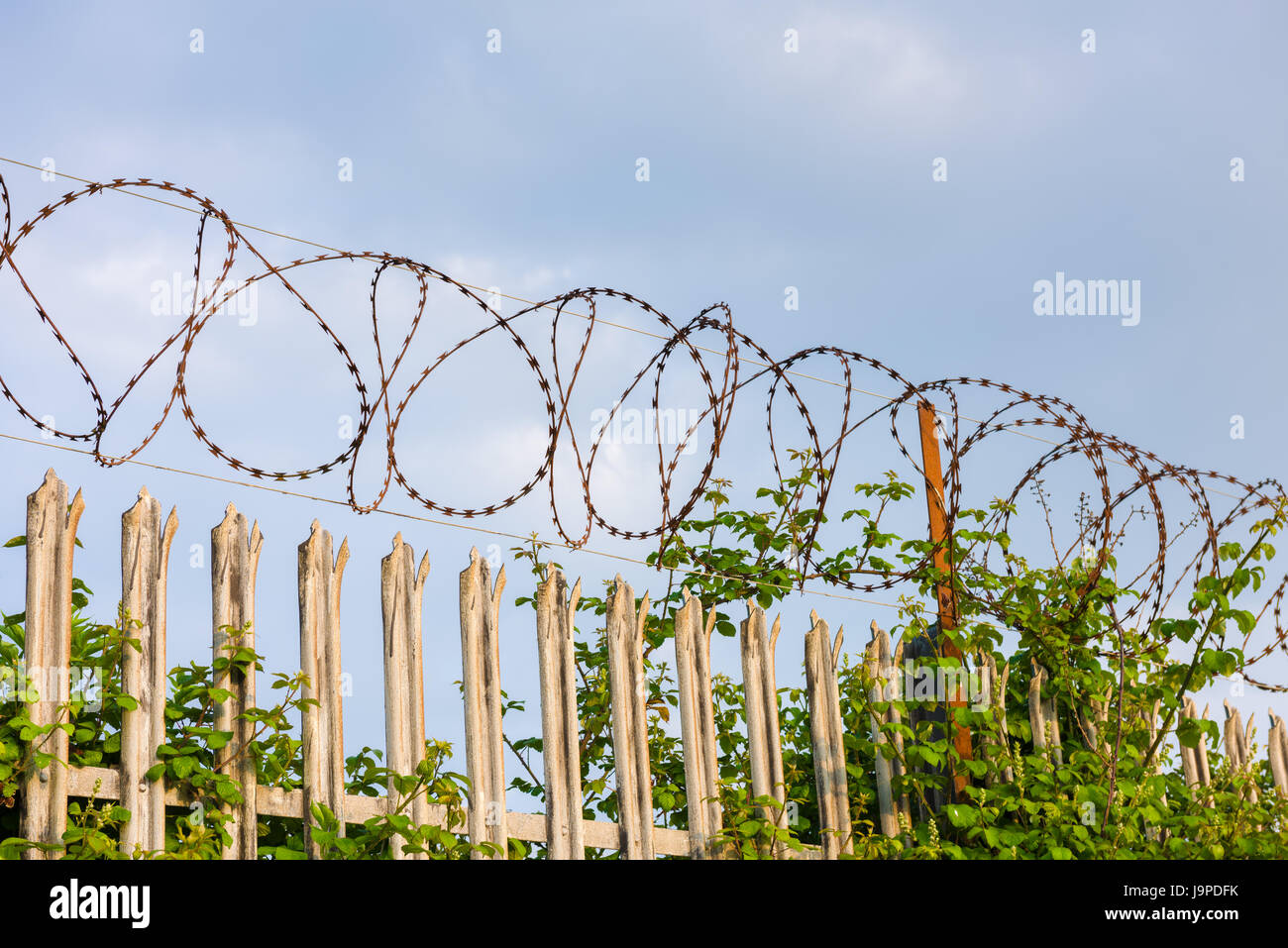 Razor wire on the top of Palisade Security fencing. Stock Photo