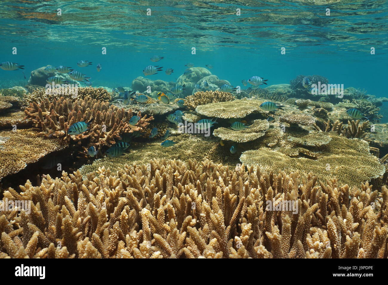 Underwater coral reef with fish in healthy condition in shallow water, south Pacific ocean, New Caledonia, Oceania Stock Photo