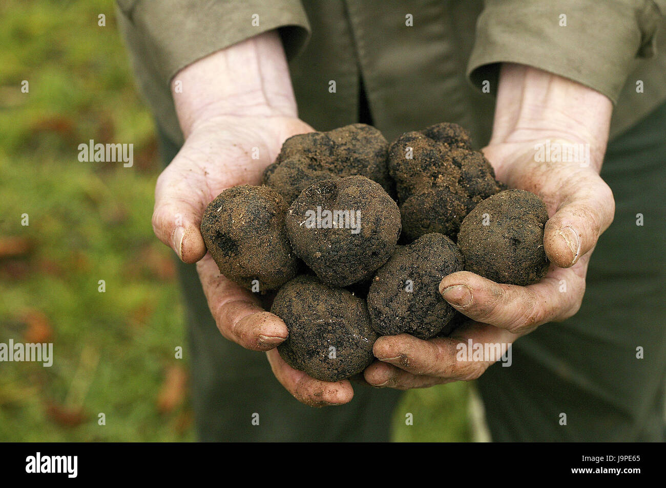 Man,hands,Perigord truffle,Tuber melanosporum,collect,Drome,France, Stock Photo