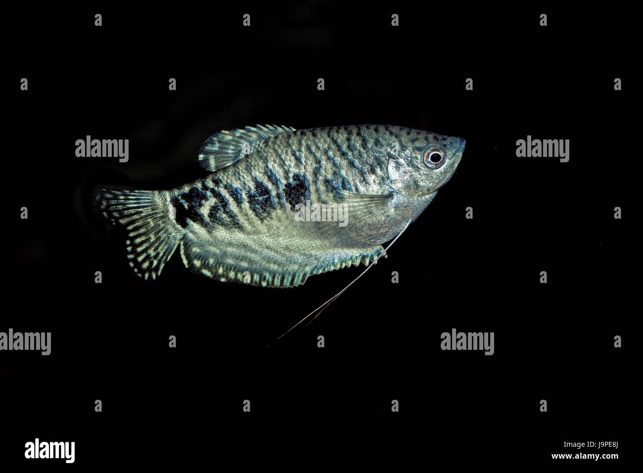 Blue thread fish,Trichogaster trichopterus,background black, Stock Photo