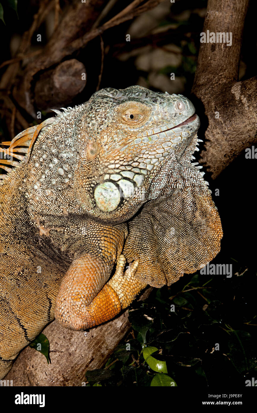 Green Leguan,Iguana iguana,branch,sit,at the side, Stock Photo