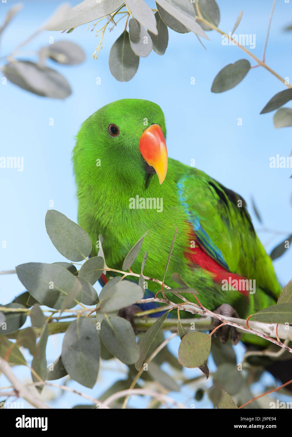 Noble parrot,Eclectus roratus,Manly,fork, Stock Photo