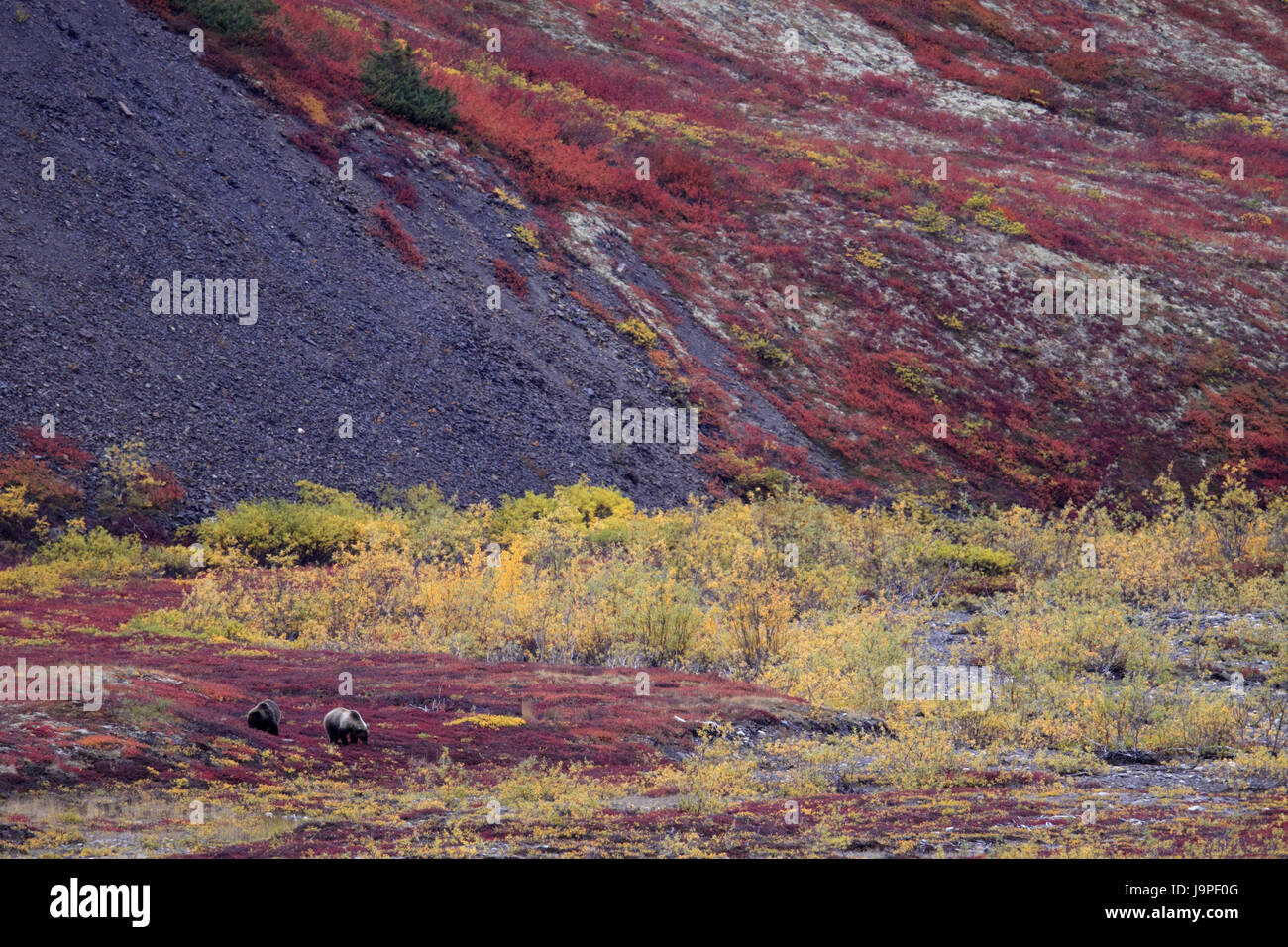 North America,Canada,north west territory,Northwest Territory,Dempster highway,Richardson Mountains,brown bears,Grizzlys,Ursus Arctos,Brown Bear, Stock Photo