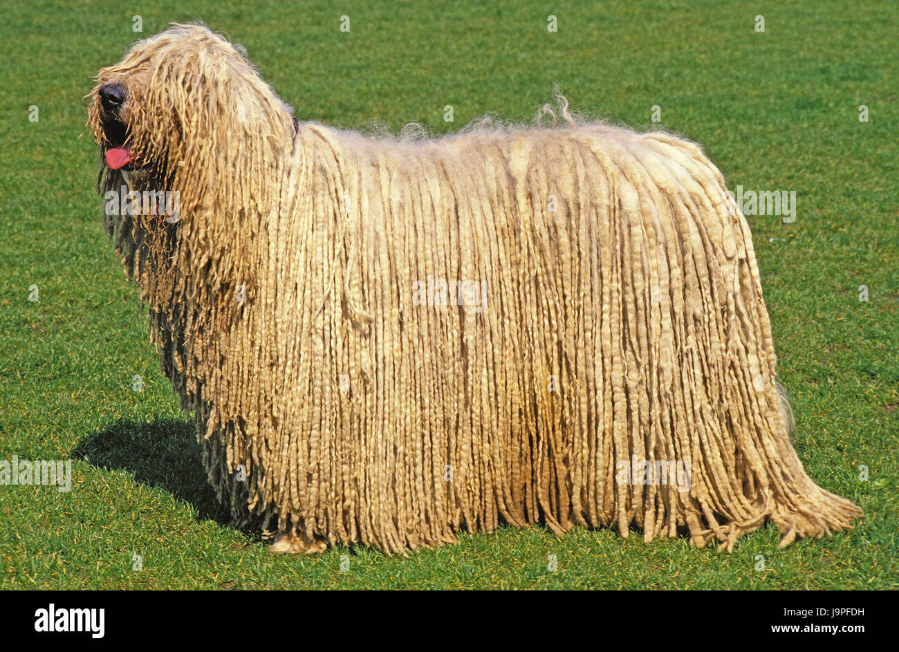 Hungarian shepherd's dog,Komondor,meadow, Stock Photo