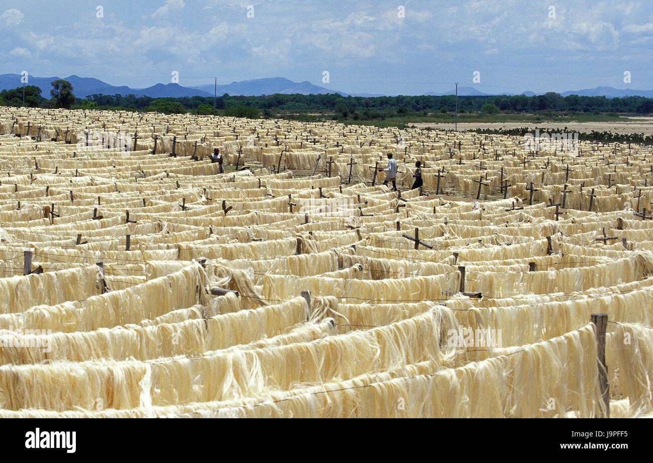 Sisal farm,Madagascar,sisal fibers,dry Stock Photo Alamy