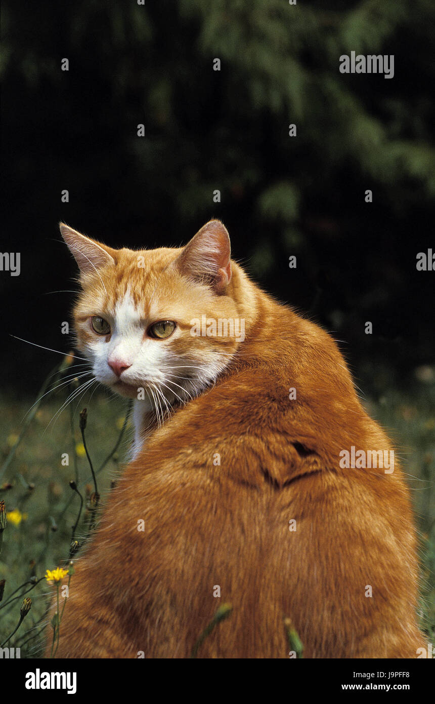 House cat,cat,red-white, Stock Photo