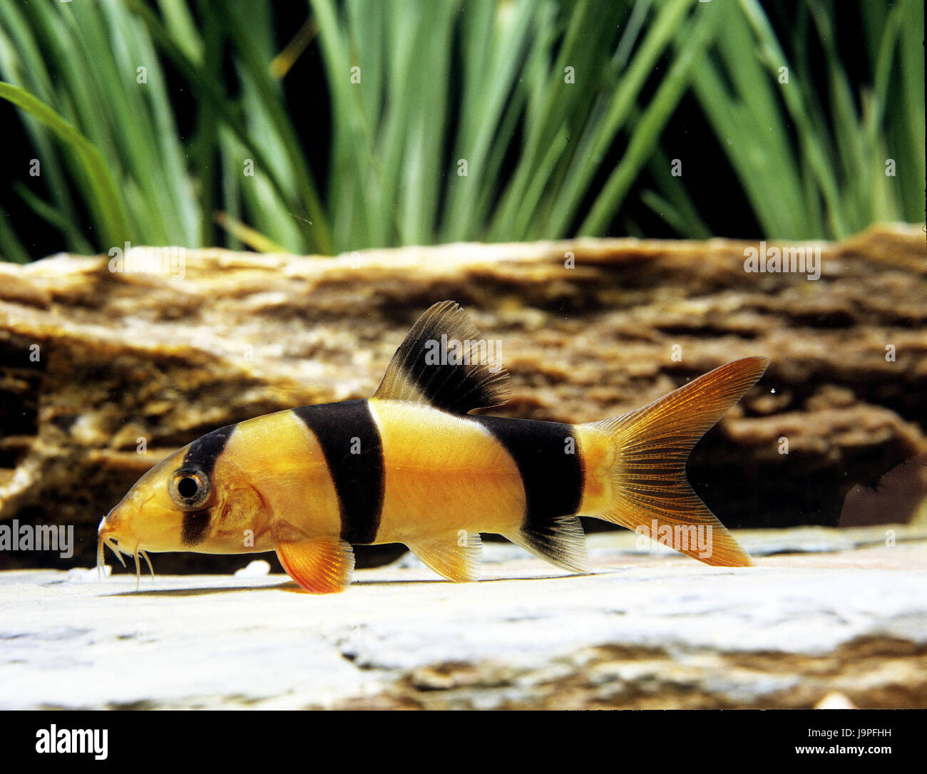Aquarium,Prachtschmerle,Botia macracanthus, Stock Photo