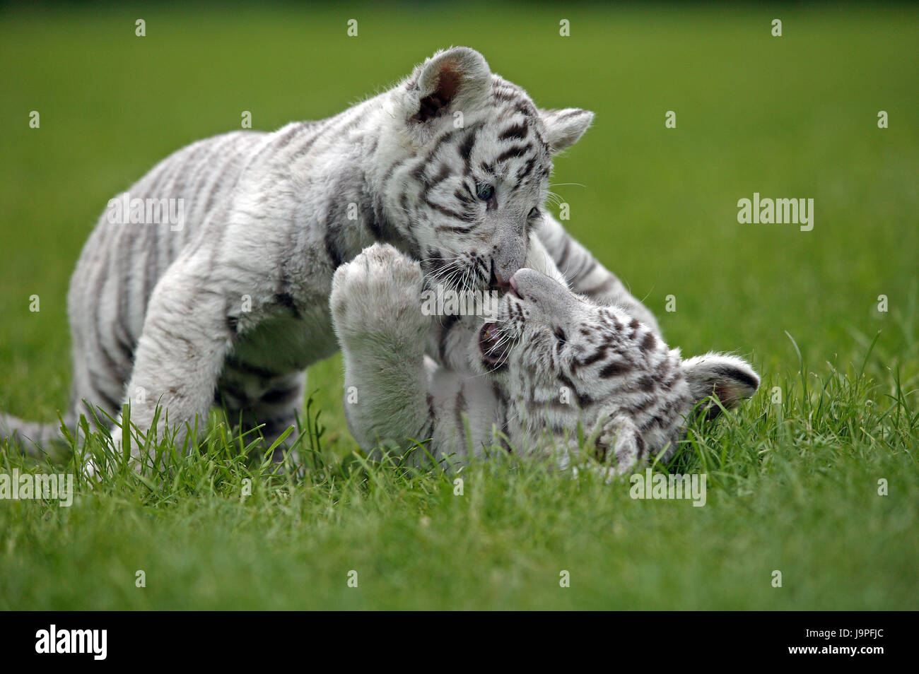 White tigers,Panthera tigris,young animals,meadow,play Stock Photo - Alamy
