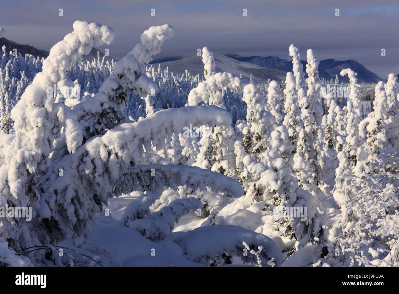 north america canada beaver creek yukon territory winter scenery stock photo alamy