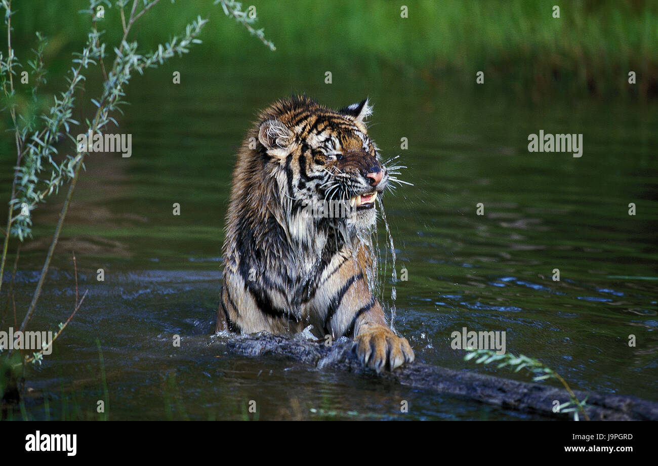 Siberian tiger,Panthera tigris altaica,water, Stock Photo