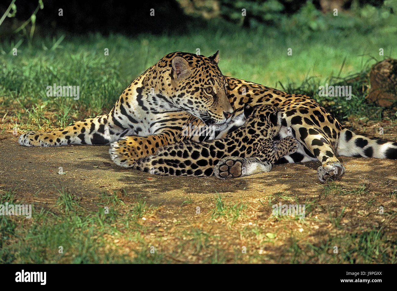 Jaguar,Panthera onca,mother animal,young animal Stock Photo Alamy