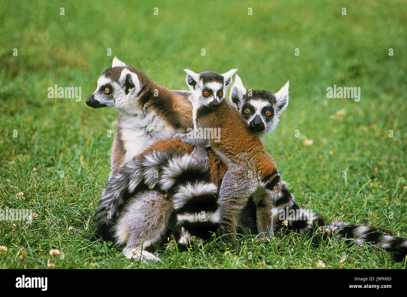 Kattas,Lemur Catta,group with young animals, Stock Photo