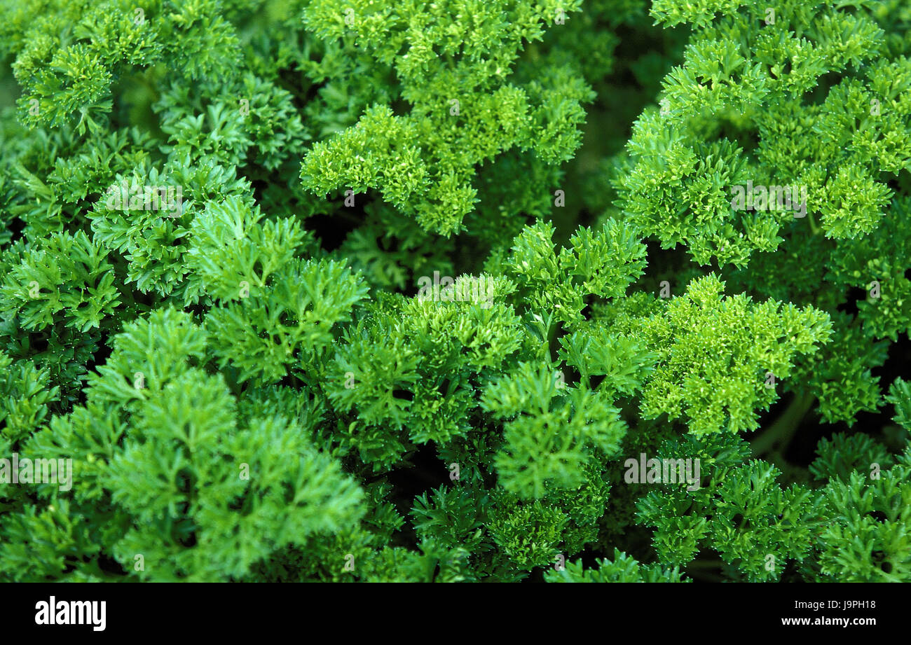 Frizzy parsley,Petroselinum crispum, Stock Photo