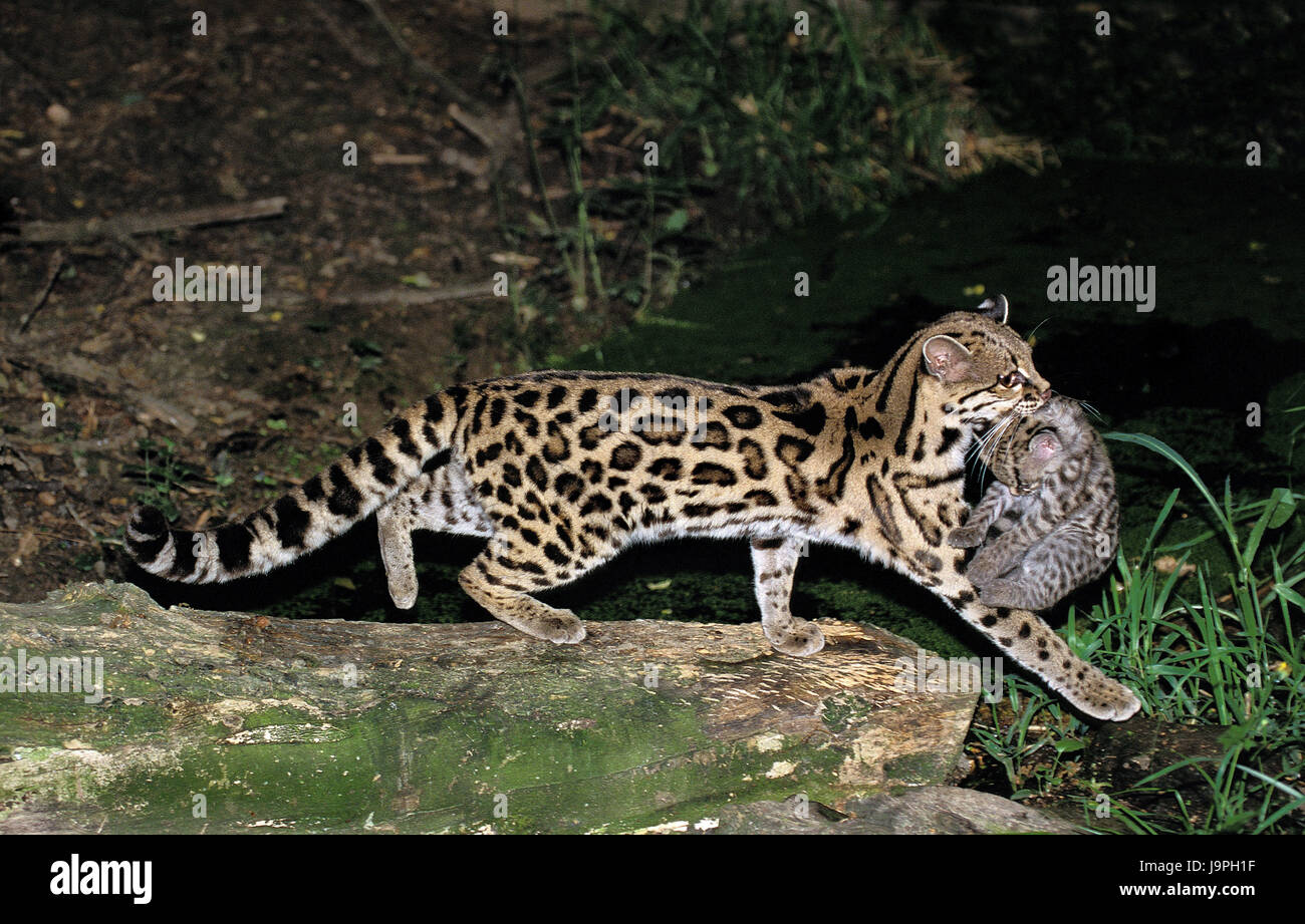 Long tail cat,Leopardus wiedii,mother animal,young animal,carry, Stock Photo