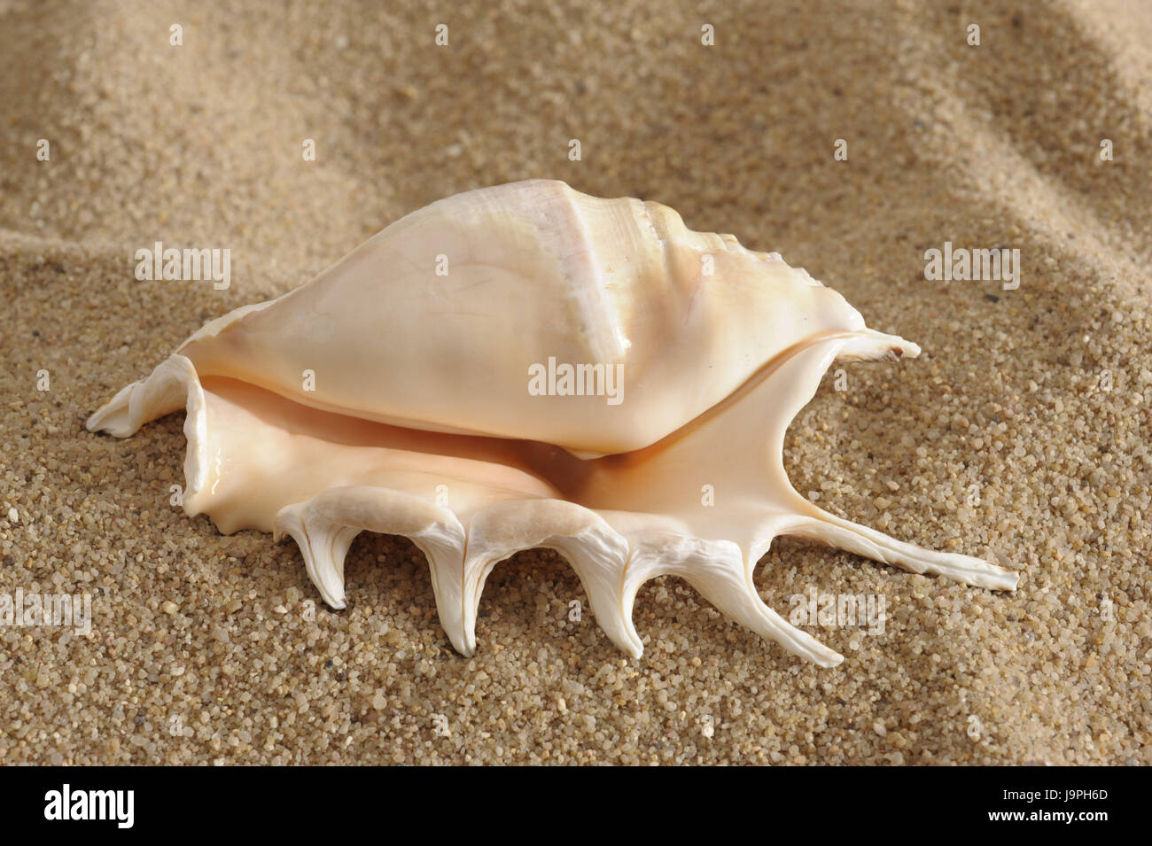 Mussel on the beach Stock Photo Alamy
