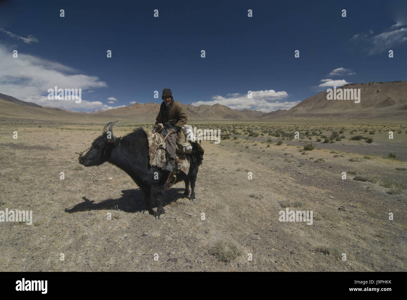 A yak,the Pamir highway,Tajikistan rides man, Stock Photo